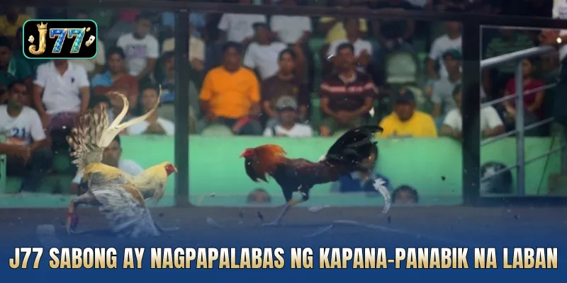 J77 sabong ay nagpapalabas ng kapana-panabik na laban araw-araw